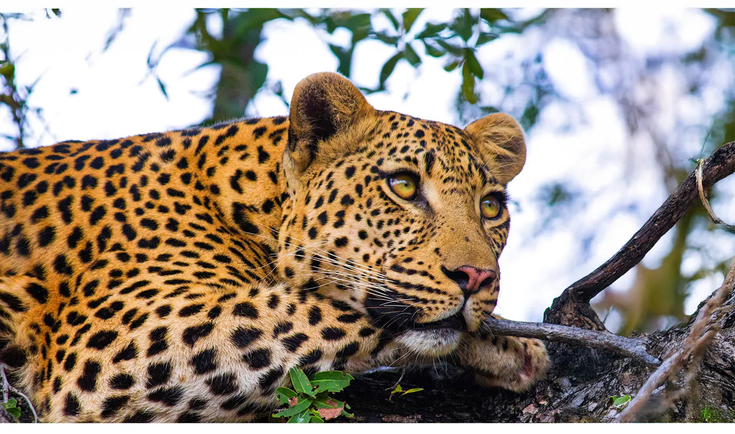 Wildlife’s contributions to people: A vital yet underappreciated role in conservation